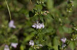 Georgia calamint